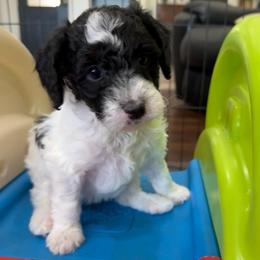Drizzle - Black tri-color female Aussiedoodle puppy in Mesa, Arizona from Sweet AZ Doodles