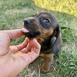 Dachshund Puppies from Harrison Farm