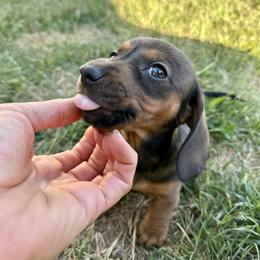 Dachshund Puppies from Harrison Farm