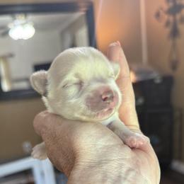 Girl 3 - female Morkie puppy in De Kalb, Texas from MC Kennels