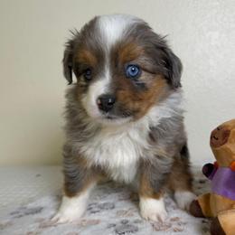 Pumpkin - Blue merle female Miniature American Shepherd puppy in Tonasket, Washington from V5 Aussies