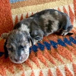 Boy 4 - Dapple male Dachshund puppy in Okeechobee, Florida from HotShot Kennels