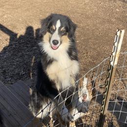 Ollie - Black tri male Miniature American Shepherd puppy in Harmony, North Carolina from Carolina Pride Aussies
