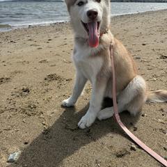 Siberian Husky Puppies from Young Orchard Siberians