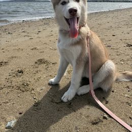 Siberian Husky Puppies from Young Orchard Siberians