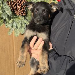 Purple-Thriller - Black and tan female German Shepherd puppy in Medical Lake, Washington from Nine Realms German Shepherds