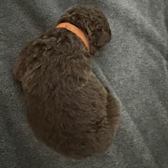 Girl 1 - Brown Chesapeake Bay Retriever puppy in Whitewater, Colorado from Willow Bend Chesapeakes