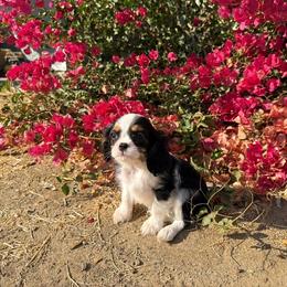 Murphy - Tri-color male Cavalier King Charles Spaniel puppy in Temecula, California from Diamond Cavaliers