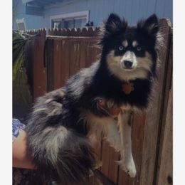Pomskies and Siberian Huskies from Miranda's Huskies