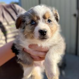 Phineas - Blue merle male Australian Shepherd puppy in Odessa, Texas from Yucca Blossom Pups