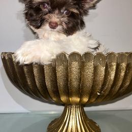 Kingston - Chocolate, tan and white male Yorkshire Terrier puppy in Lynwood, Illinois from SaintNicksWay