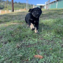 Boy 2 - Black tri-color Australian Shepherd puppy in Otis, Oregon from Heritage Hill Aussies