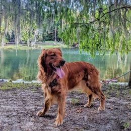 Golden Retrievers from SW Retrievers