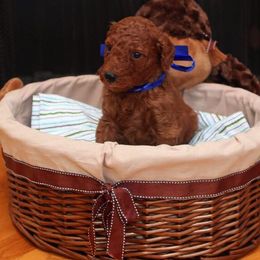 Poodle Puppies from Noblelee Kennel