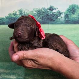 Sundae - Brindle female Poodle puppy in Springfield, Oregon from Valaurah Farms