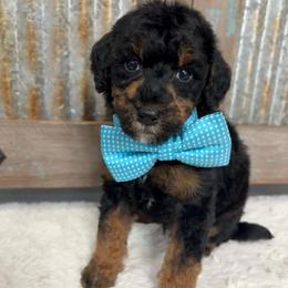 Light blue - Tri-color male Bernedoodle puppy in Calico Rock, Arkansas from Cottrell’s Poodles & Doodles