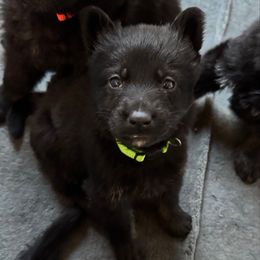 Beryl - Bi-color male German Shepherd puppy in Salem, Virginia from Vom Kylohaus German Shepherds