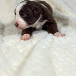 Soy sauce - Red & white male Toy Australian Shepherd puppy in Reidsville, North Carolina from Cherry Grove Kennel