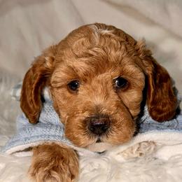 Beast - Red  male Goldendoodle puppy in Beecher, Illinois from Erica’s Doodles