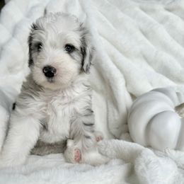 Old English Sheepdog and Sheepadoodle Puppies from The Great White Fluffalo