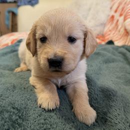 Ms. Purple - Golden female Golden Retriever puppy in Vesuvius, Virginia from South River Retriever's