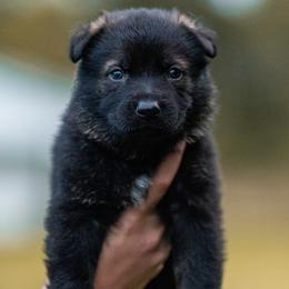 Today - Sable male German Shepherd puppy in Salem, Ohio from von den Kilöff Working German Shepherds
