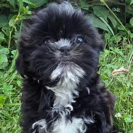 Ruby - Black and white female Shih Tzu puppy in Waynesboro, Pennsylvania from Big Win Shih Tzus