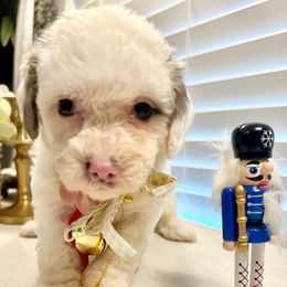 MUFFIN - Merle female Bernedoodle puppy in Houston, Texas from Pia’s Doodle Poodle Wag