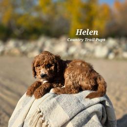 Goldendoodle and Poodle Puppies from Country Trail Pups
