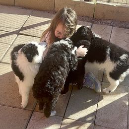 Duke - Black and white male Aussiedoodle puppy in Nacogdoches, Texas from BA Mini Poodles