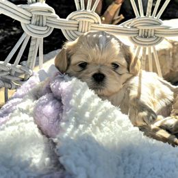 Shih Tzus from Absolute heavenly Shih Tzu’s