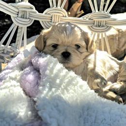 Shih Tzus from Absolute heavenly Shih Tzu’s