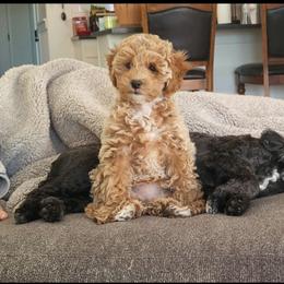 Cockapoo Puppies from M&M Cockapoos of Iowa