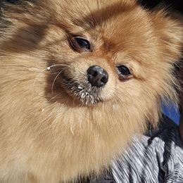 Candy - Pomeranian