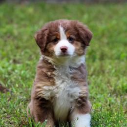Sage - Red tri female Toy Australian Shepherd puppy in Bauxite, Arkansas from J and B Mini Aussies