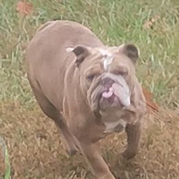 Mia - Bulldog