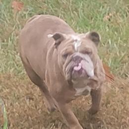 Mia - Bulldog