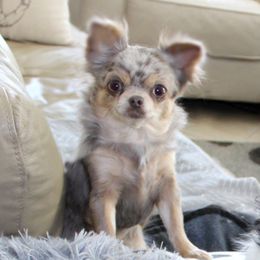Ivy - Chihuahua