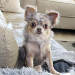 Ivy - Chihuahua