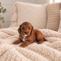 Florence - Red  female Goldendoodle puppy in Floyd, Virginia from Hearts and Paws Poodles and Doodles