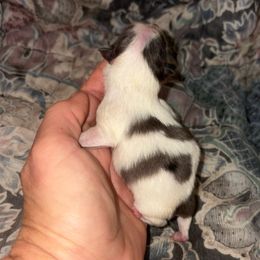 Birch- my beating heart - Blue parti male Pomeranian puppy in Gilmer, Texas from Fairchild Fancy Pomeranians and Coachella Pomeranians