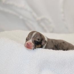 Girl 2 Orange Merle - Blue female Pembroke Welsh Corgi puppy in Ville Platte, Louisiana from Flat town corgis
