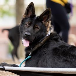 Thalia - German Shepherd