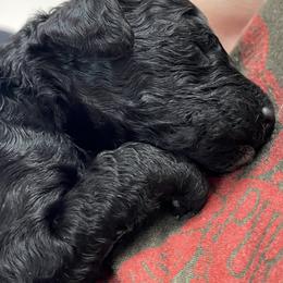 Stallone - Black male Poodle puppy in Vinton, Iowa from Doodles to Love