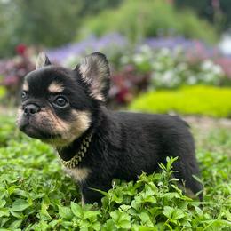 Boy 3 - Black and tan male French Bulldog puppy in Des Moines, Iowa from Frenchie Dreams Come True