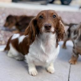 Merlot - Dachshund