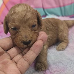 Raspberry - Red  female Poodle puppy in Goodyear, Arizona from Moving and Grooving Pups