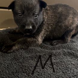 Blue collar boy - Brindle male xDutch Shepherd puppy in Palmyra, Maine from Maine Working Dogs