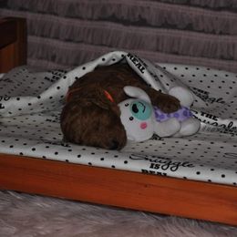 Poodle Puppies from Noblelee Kennel