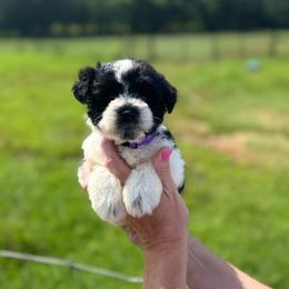 Jenna - Purple Girl - Parti female Miniature Schnauzer puppy in Oneonta, Alabama from Murphree Valley Kennels